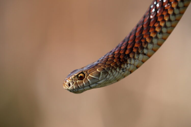 Know the Poisonous Snakes on Your Property